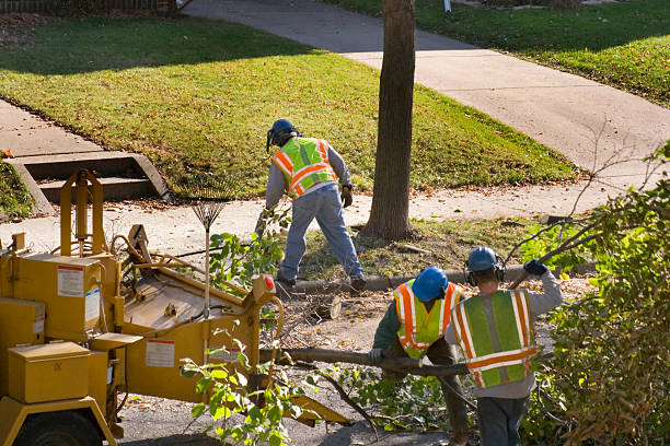 Best Leaf Removal  in Poinciana, FL