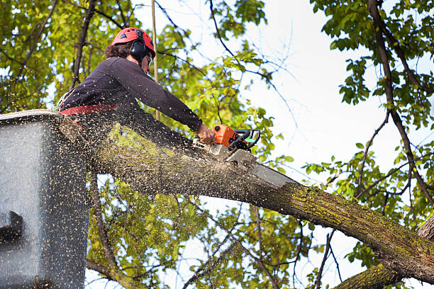 Reliable Poinciana, FL Tree Care  Solutions